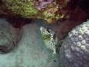 trunkfish_spotted * Spotted trunkfish * 2048 x 1536 * (1.29MB)